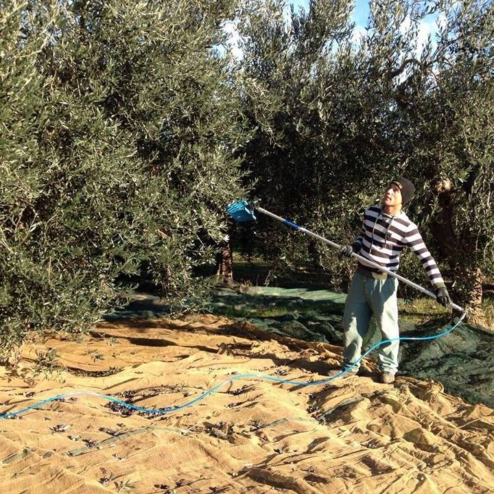 Luigi Daquino Junior