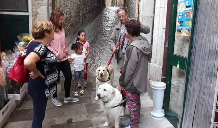 Lupo al guinzaglio di Marie